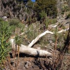 Day 15 Wild Poodle Dog and Caged Bears
