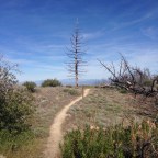 Day 25 So Hot, So Poodle, So Tired