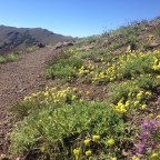Day 62 Blooming Hills
