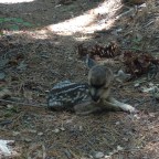 1468 Afternoon of a Fawn