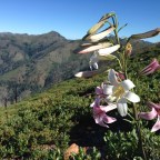 1656 Climbing Toward Rumors of Oregon