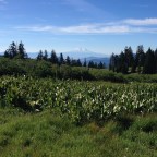 1700 Rest and Reunions at Callahans