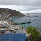 Trans-Catalina 1: Bison in the Mist