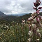 CT Day 2: Fog, Foot, Food