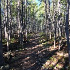 CT Day 18: Zombie Walking Through a Half-Dead Forest
